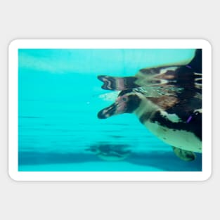 Cute penguin swimming in crystal blue water Sticker